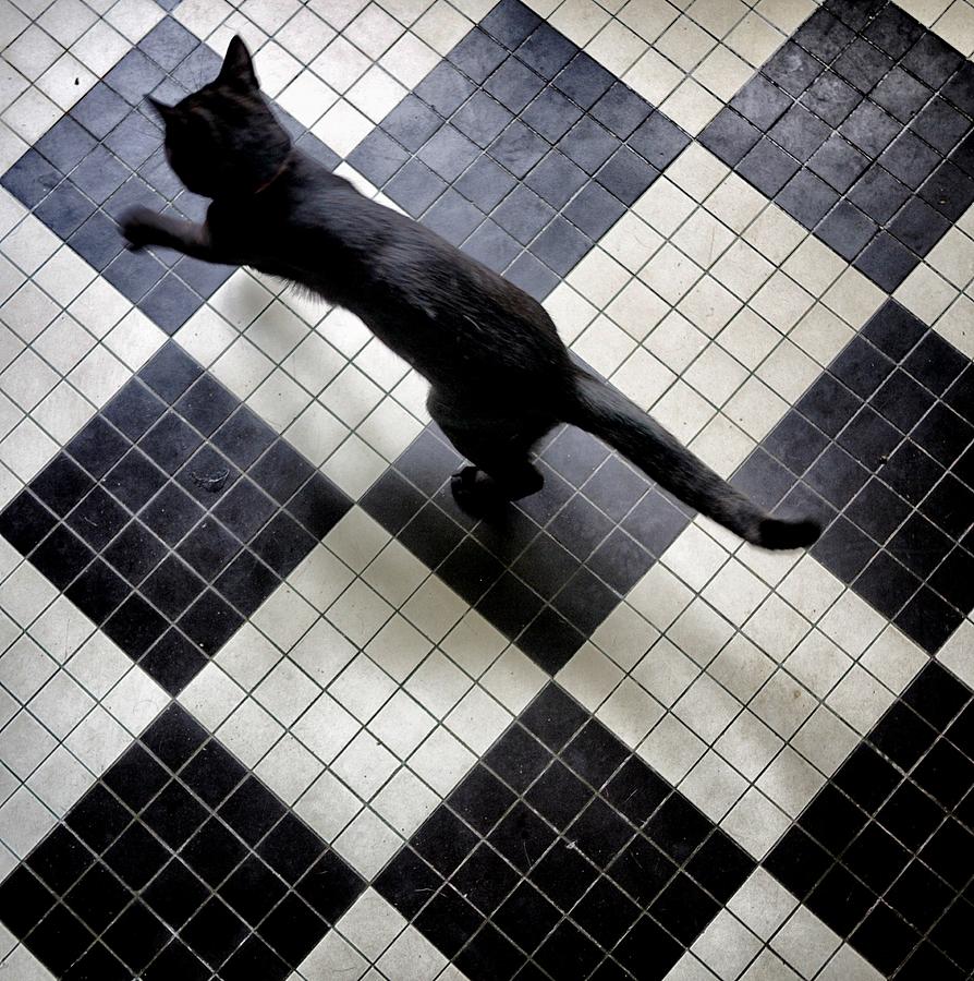 Diamond Black Cat Photograph by Louise Legresley