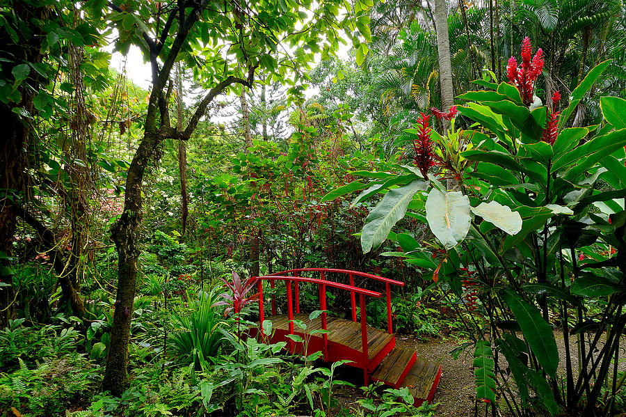Diamond Botanical Gardens - Saint Lucia Photograph by Brendan Reals