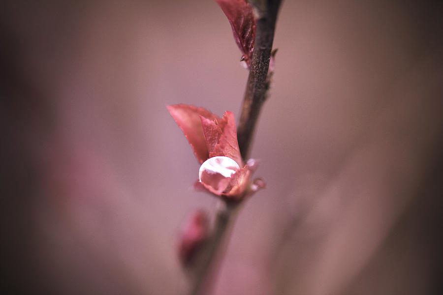 Water Photograph - Diamond In Soft Flame by Shane Holsclaw