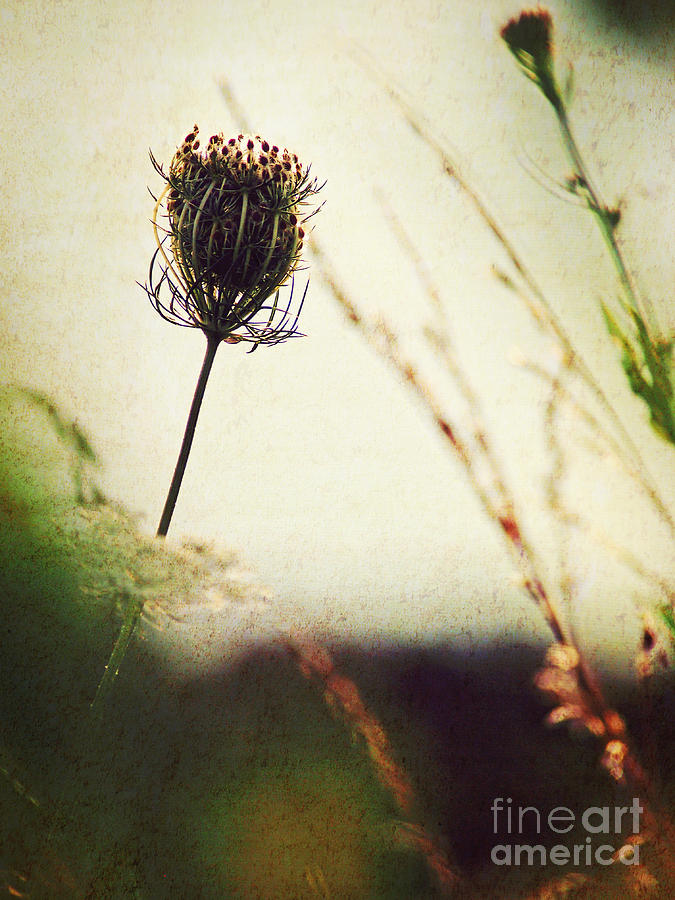 Flowers Still Life Photograph - Diamond in the Rough by Shannon Beck-Coatney