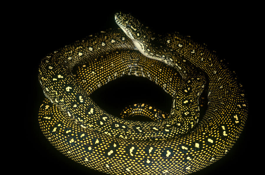 Diamond Python Photograph by Steve Cooper - Fine Art America