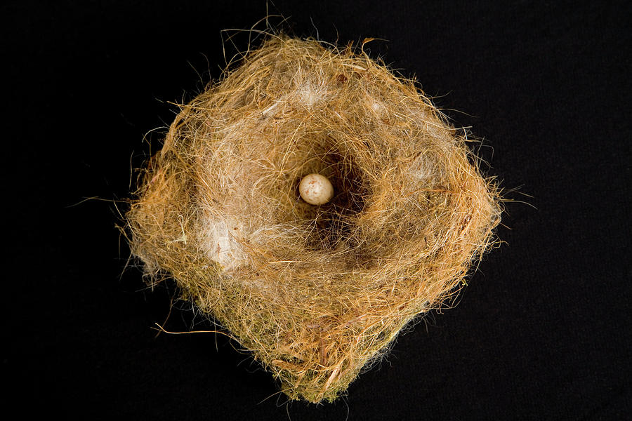 Diamond Shape Nest With One Egg Photograph by Megan Wyeth