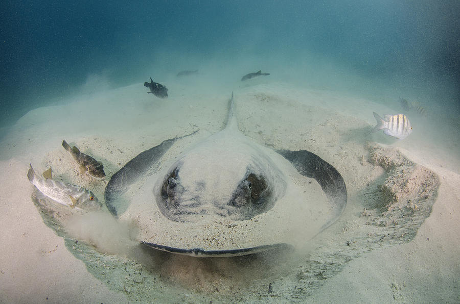 Diamond Stingray Digging In Sand Photograph by Pete Oxford