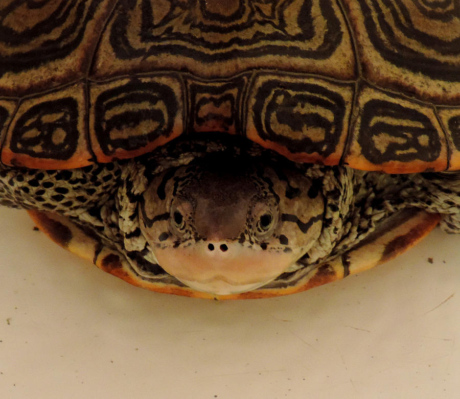 Turtle Photograph - Diamondback Close Up by Stephanie Kendall