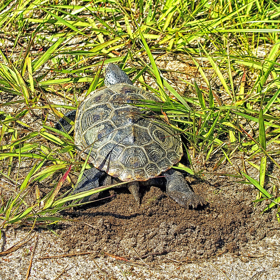 Diamondback Terrapin Covering Her Eggs Photograph by Constantine ...