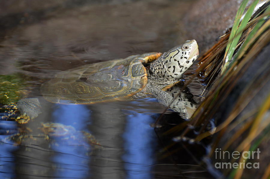 Diamondback Terrapin Turtle Photograph by Kathy Baccari