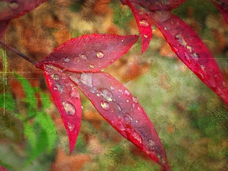 Fall Photograph - Diamonds on red leaves by Raewyn Forbes