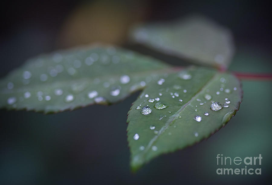 Diamonds on Rose Leaves Photograph by Morgan Wright