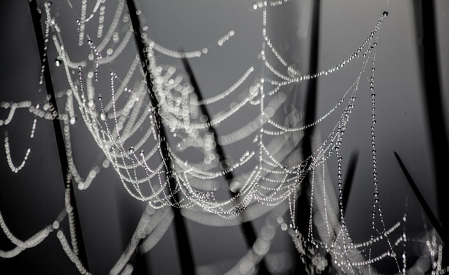 Diamonds On Silk Photograph by Paula OMalley
