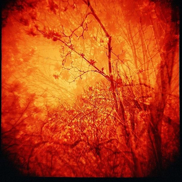 Diana F+, Lomography 120 Redscale Film Photograph by Jessica Jacobson