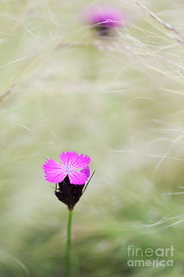 Flower Photograph - Dianthus carthusianorum flowers in Stipa Grass by Tim Gainey