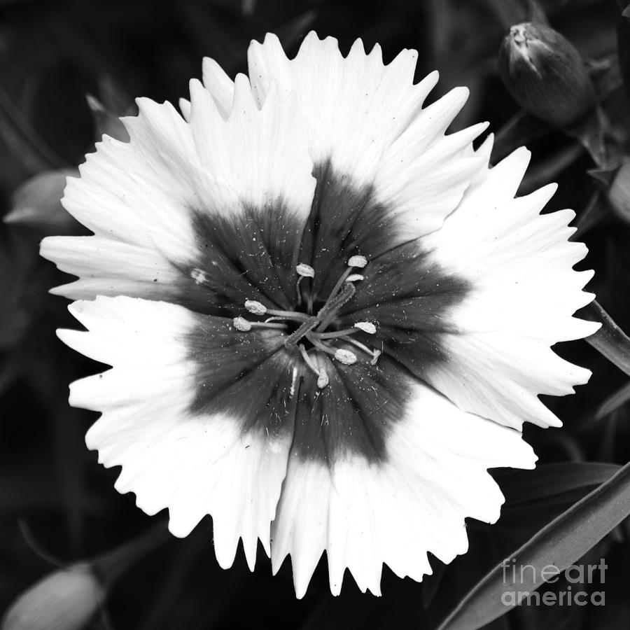 Dianthus Flower Decor Macro Square Format Black and White Photograph by Shawn OBrien