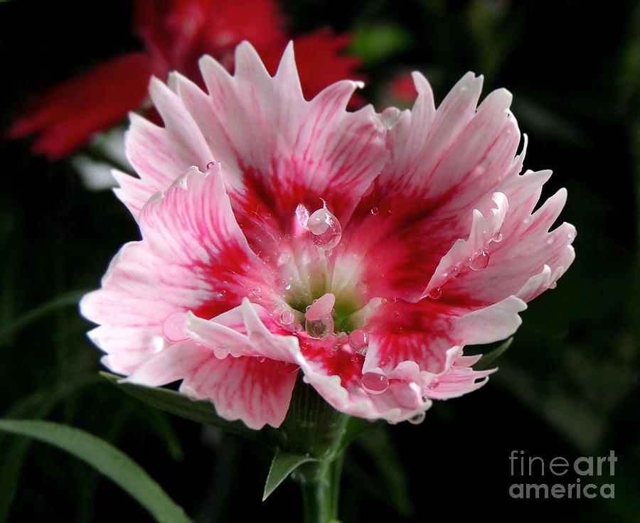 Nature Photograph - Dianthus by Kristine Widney