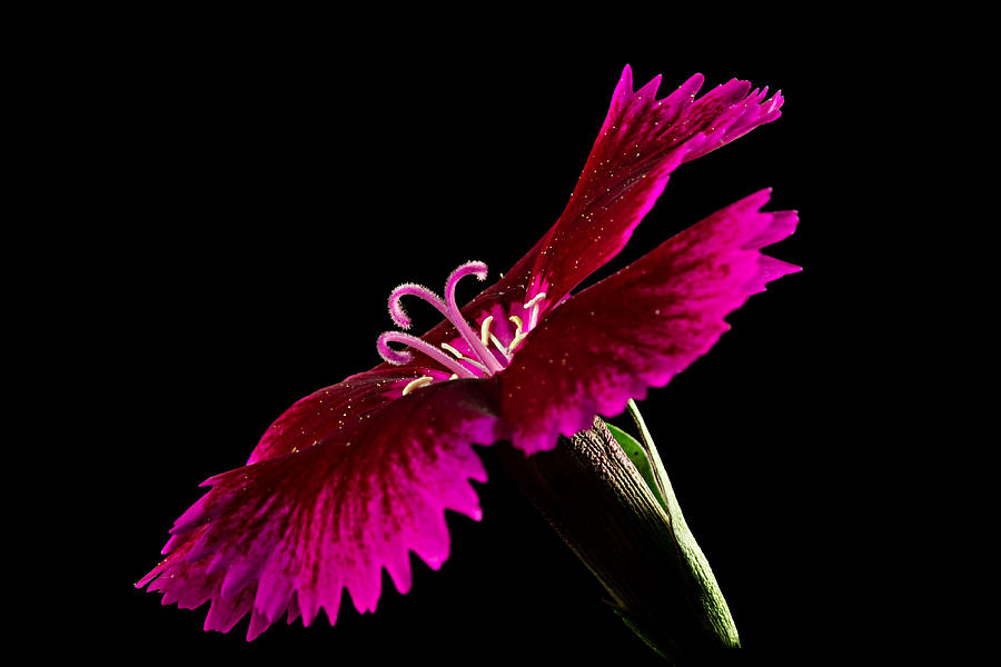 Dianthus Photograph by Mary Jo Allen