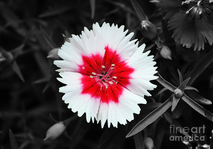 Dianthus Red and White Flower Decor Macro Color Splash Black and White Digital Art Photograph by Shawn OBrien