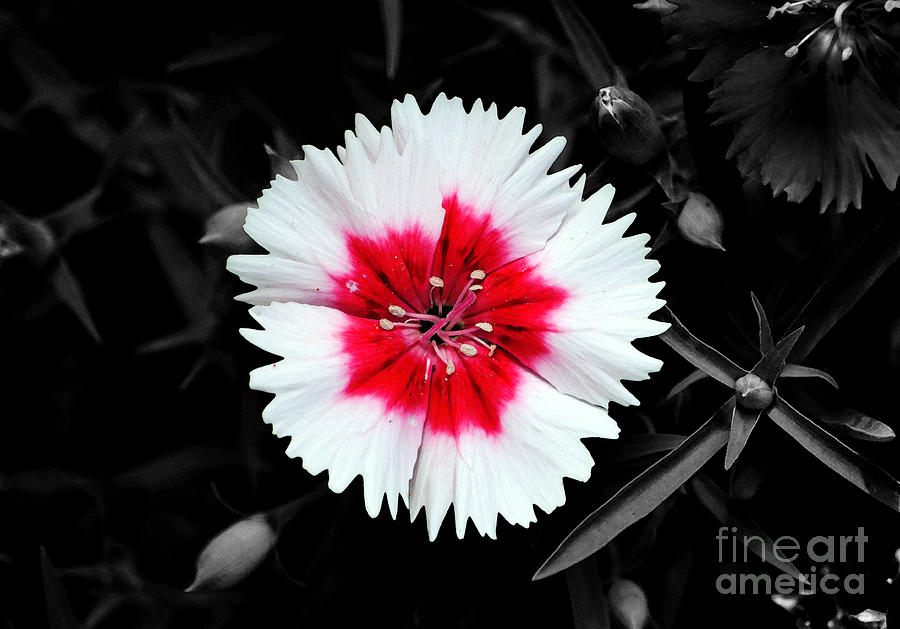 Dianthus Red and White Flower Decor Macro Color Splash Watercolor Digital Art Digital Art by Shawn OBrien