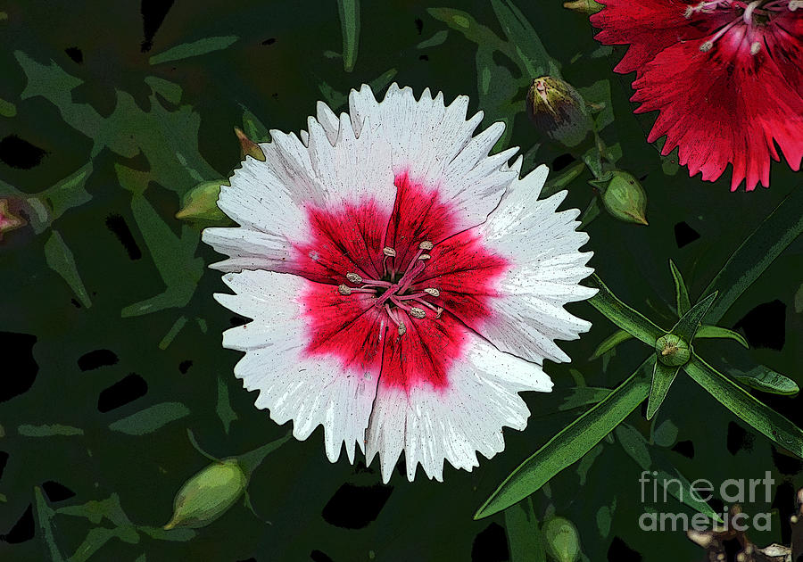 Flower Digital Art - Dianthus Red and White Flower Decor Macro Cutout Digital Art by Shawn OBrien