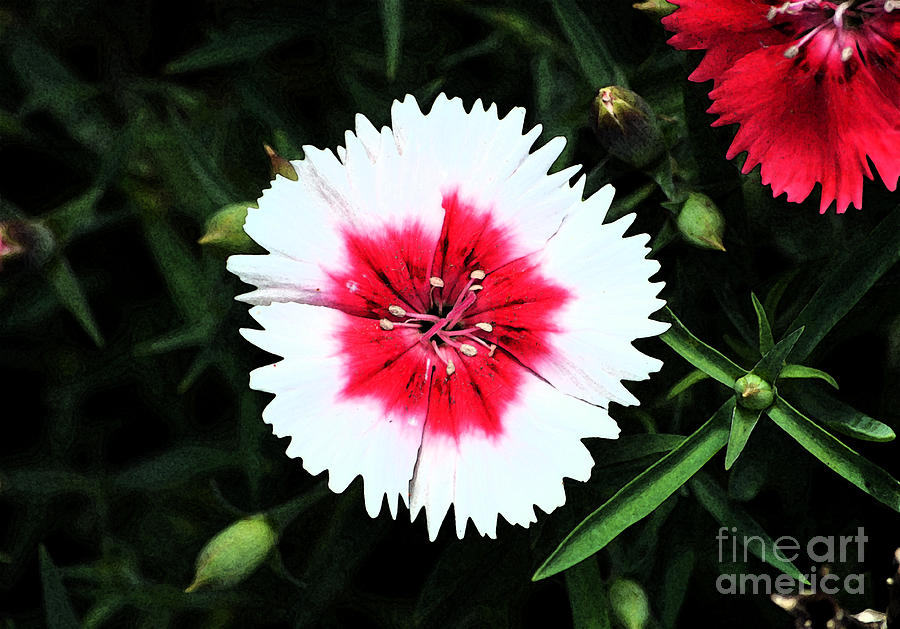 Dianthus Red and White Flower Decor Macro Fresco Digital Art Digital Art by Shawn OBrien