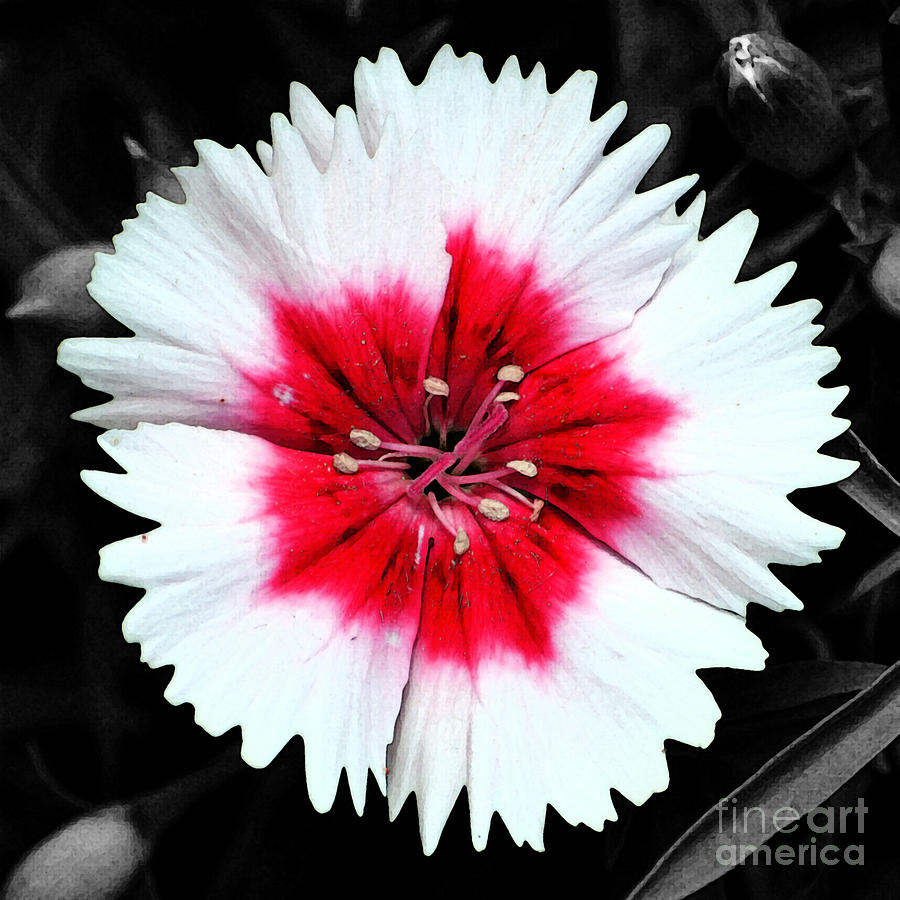 Dianthus Red and White Flower Decor Macro Square Format Fresco Color Splash Black and White Digital Art by Shawn OBrien