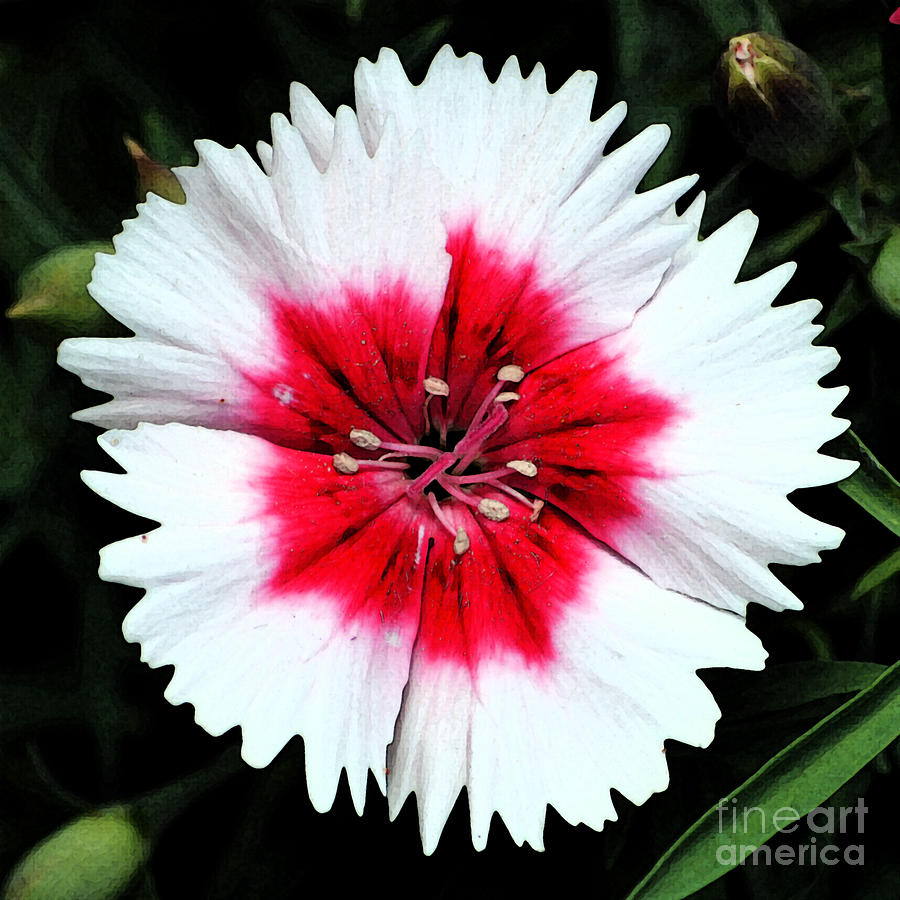 Flower Digital Art - Dianthus Red and White Flower Decor Macro Square Format Fresco Digital Art by Shawn OBrien