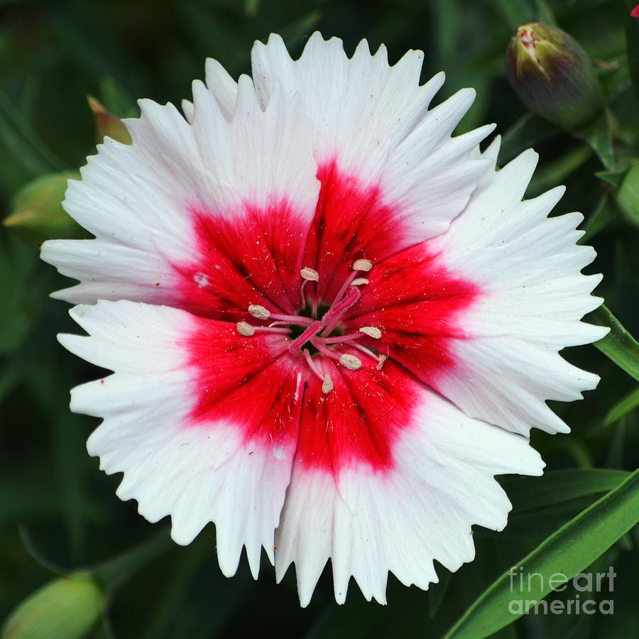 Dianthus Red and White Flower Decor Macro Square Format Photograph by Shawn OBrien