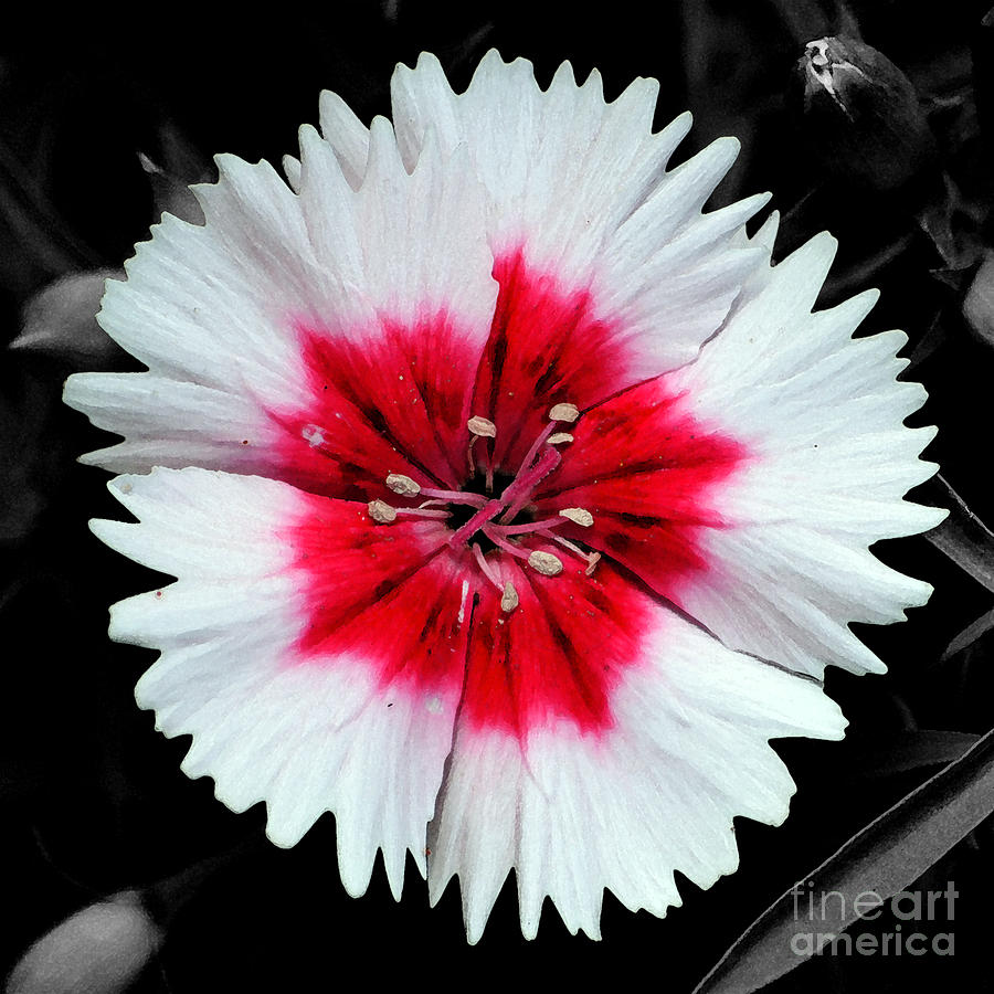 Dianthus Red and White Flower Decor Macro Square Format Watercolor Color Splash Black and White Digital Art by Shawn OBrien