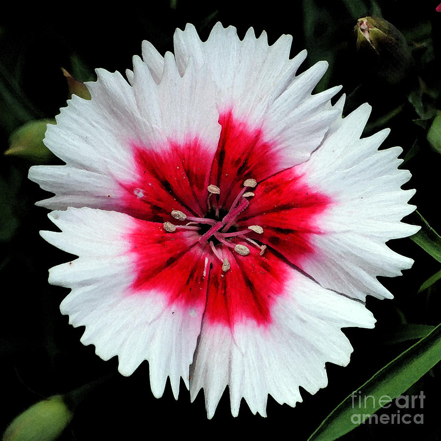 Dianthus Red and White Flower Decor Macro Square Format Watercolor Digital Art Digital Art by Shawn OBrien