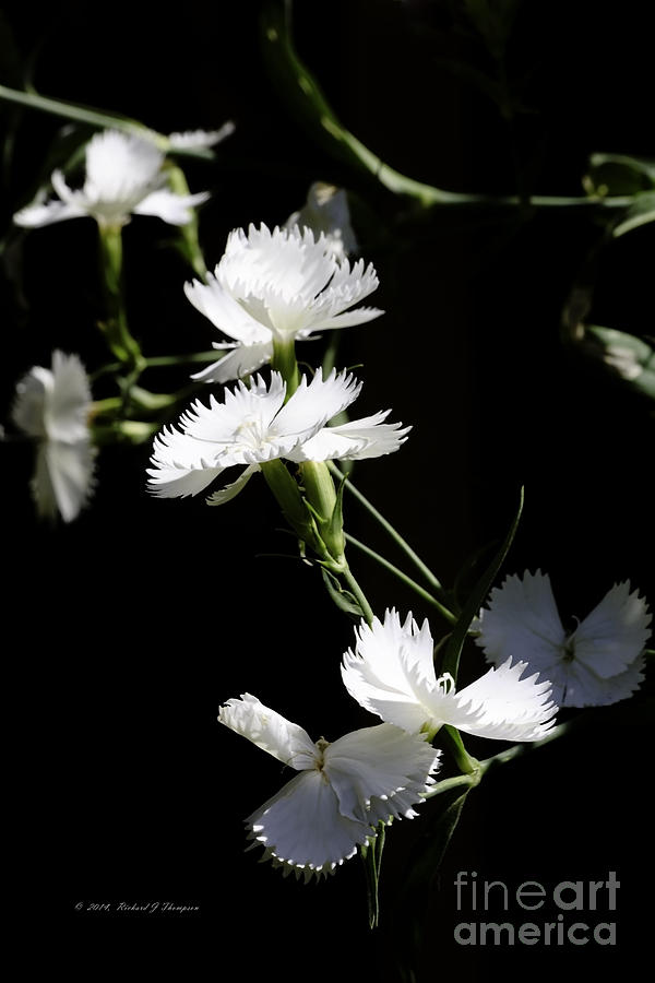 Dianthus Photograph by Richard J Thompson 