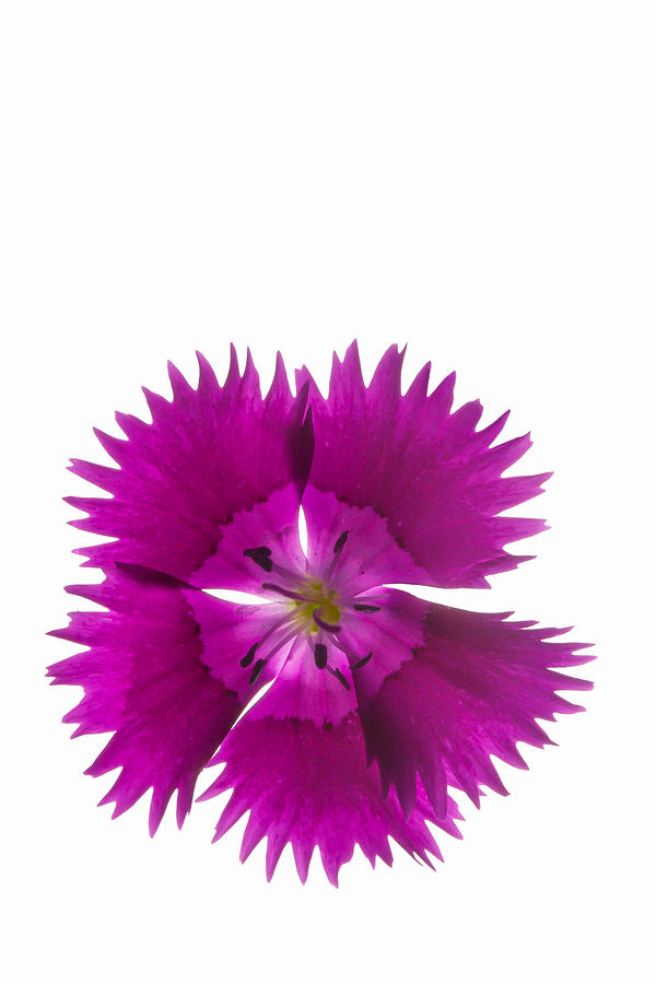 Dianthus Rising Photograph by W Chris Fooshee