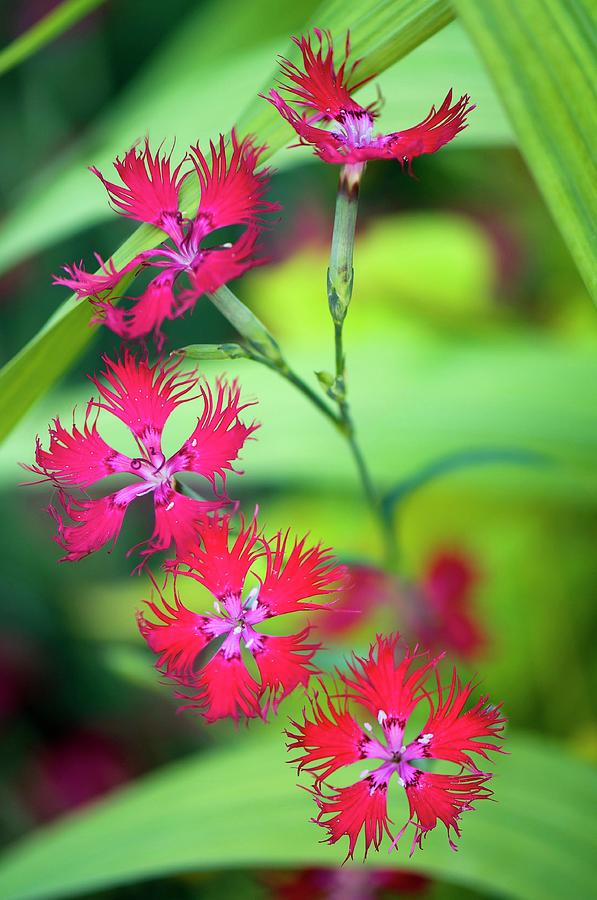 Dianthus Sp Photograph by Maria Mosolova/science Photo Library