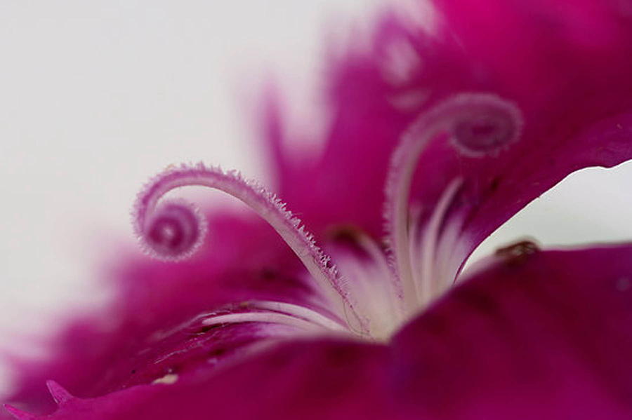 Dianthus Stamen Photograph by Larry Trupp