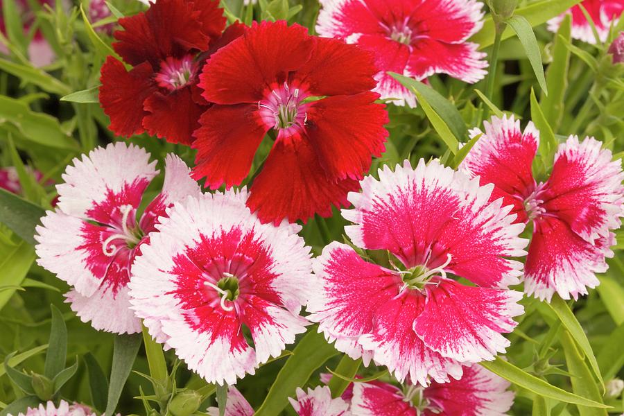 Dianthus summer Splash Flowers Photograph by Ann Pickford Dianthus summer Splash Flowers Photograph by Ann Pickford