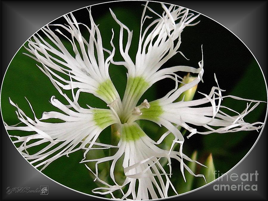 Nature Painting - Dianthus Superbus by J McCombie