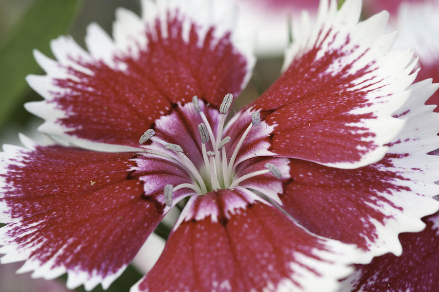 Dianthus Photograph by Tim Stanley