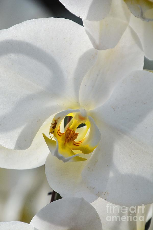 Diaphanous Orchid Photograph by Cindy Manero