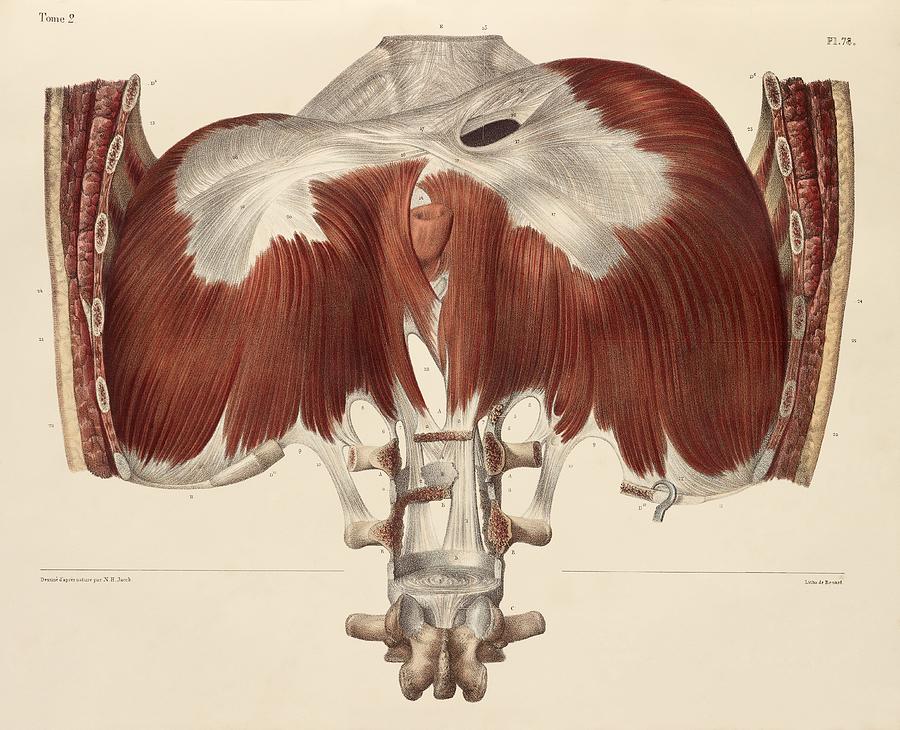 Diaphragm anatomy, 1831 artwork by Science Photo Library