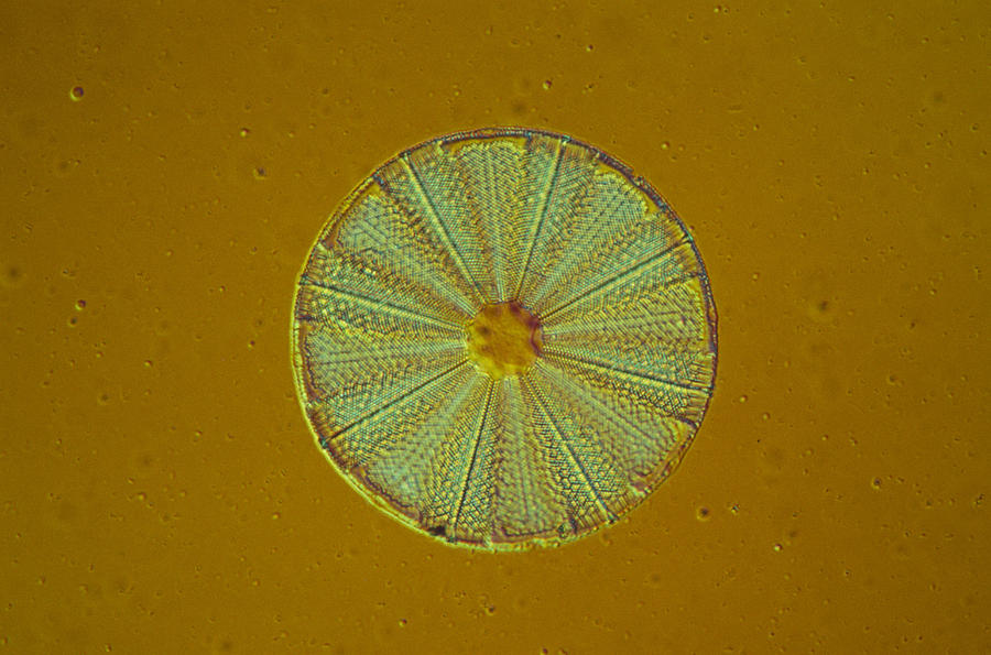 Diatom - Actinoptychus Undulatus Photograph by Perennou Nuridsany