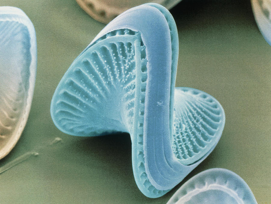 Nature Photograph - Diatom Algae, Campylodiscus by Power And Syred