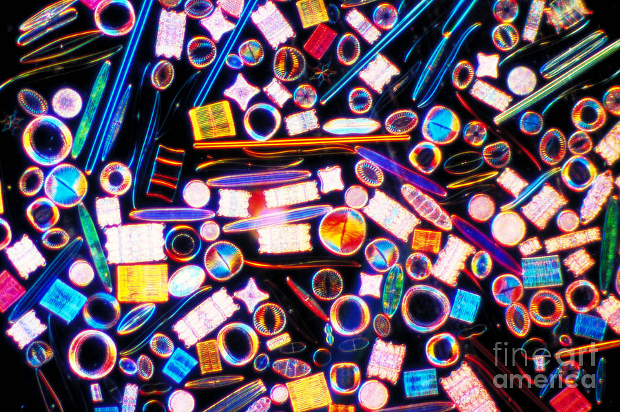 Diatom Arrangement Photograph by Kent Wood