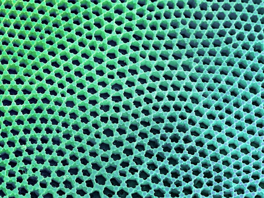 Diatom Cell Wall Photograph by Steve Gschmeissner