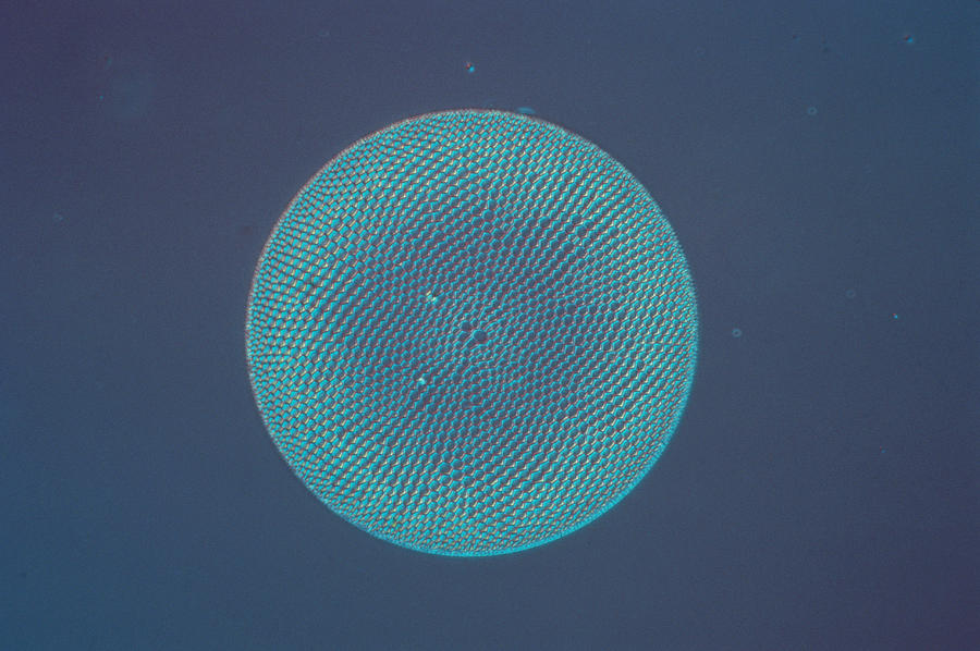 Diatom - Coscinodiscus Marginatus Photograph by Perennou Nuridsany