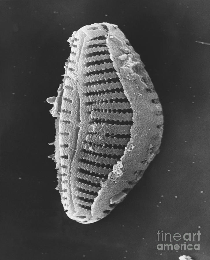 Diatom Photograph by David M. Phillips