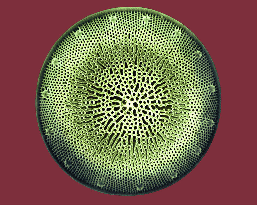 Diatom Photograph by Dee Breger