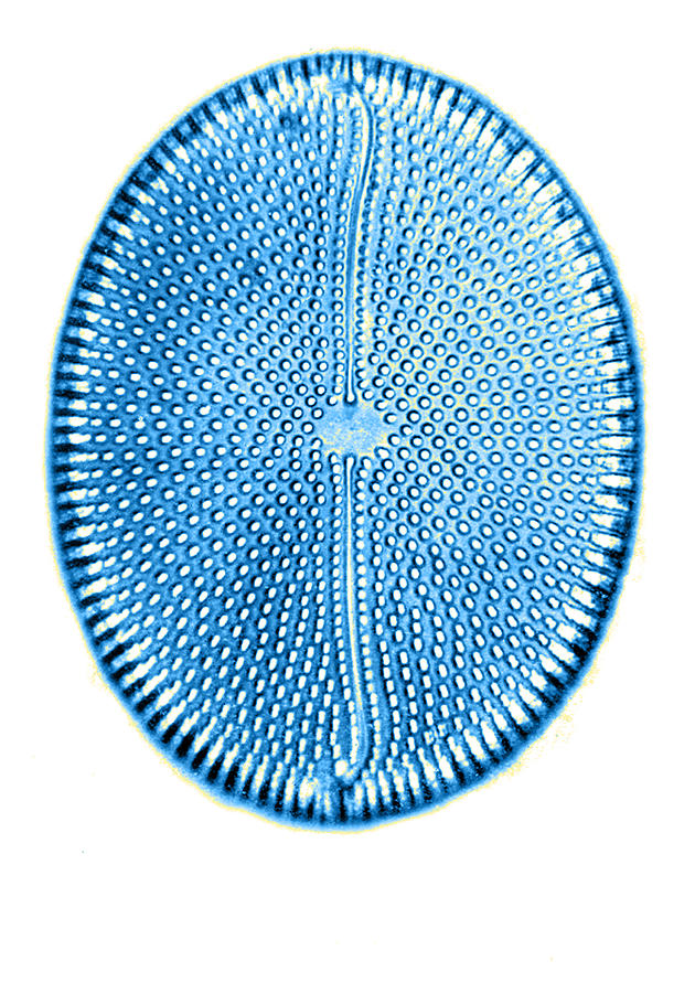 Diatom, From Bori, Hungary, Early Photograph by Science Source