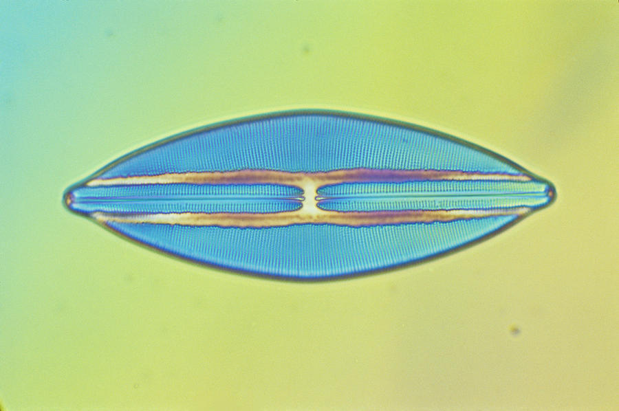 Diatom - Navicula Lyra Photograph by Michael Abbey