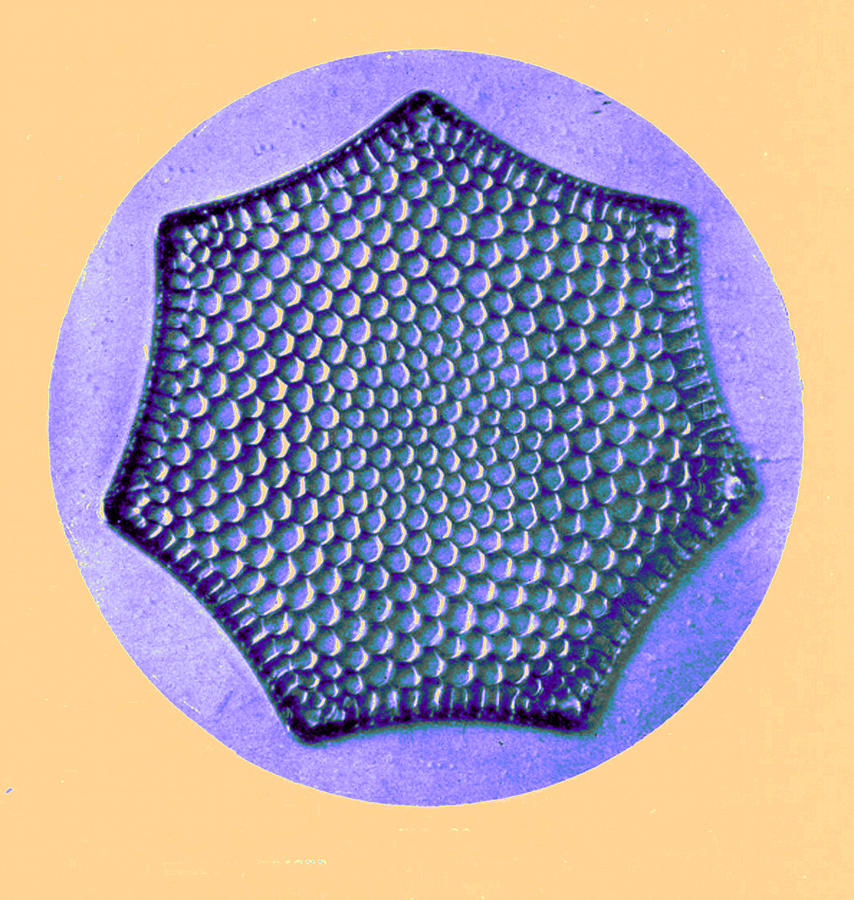 Diatom, Triceratium Favus, Early Photograph by Science Source