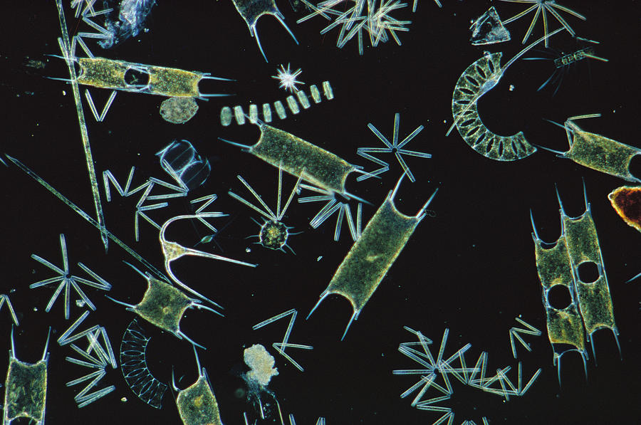 Abstract Photograph - Diatoms and Dinoflagellates by D P Wilson