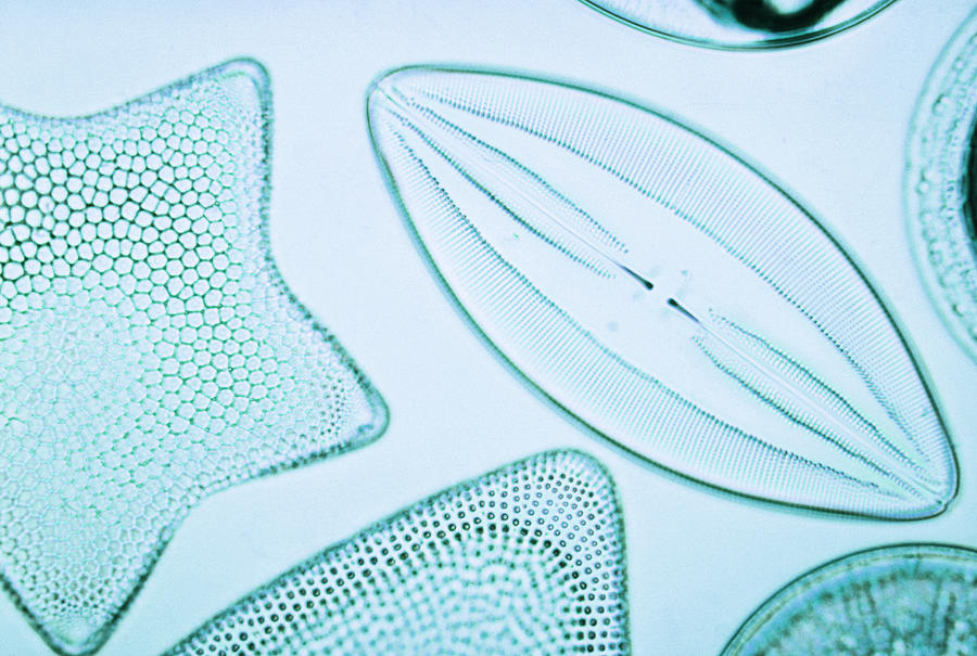 Diatoms Photograph by Biology Media