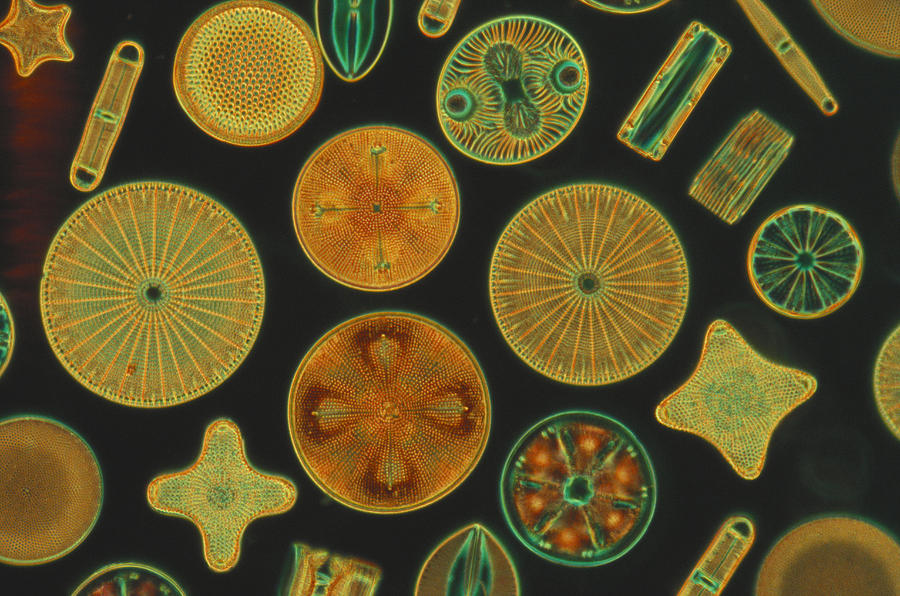 Diatoms Photograph by Charles Gellis