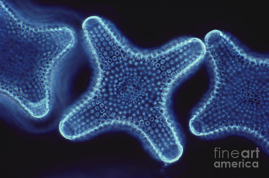 Nature Photograph - Diatoms by Dr. Cecil H. Fox